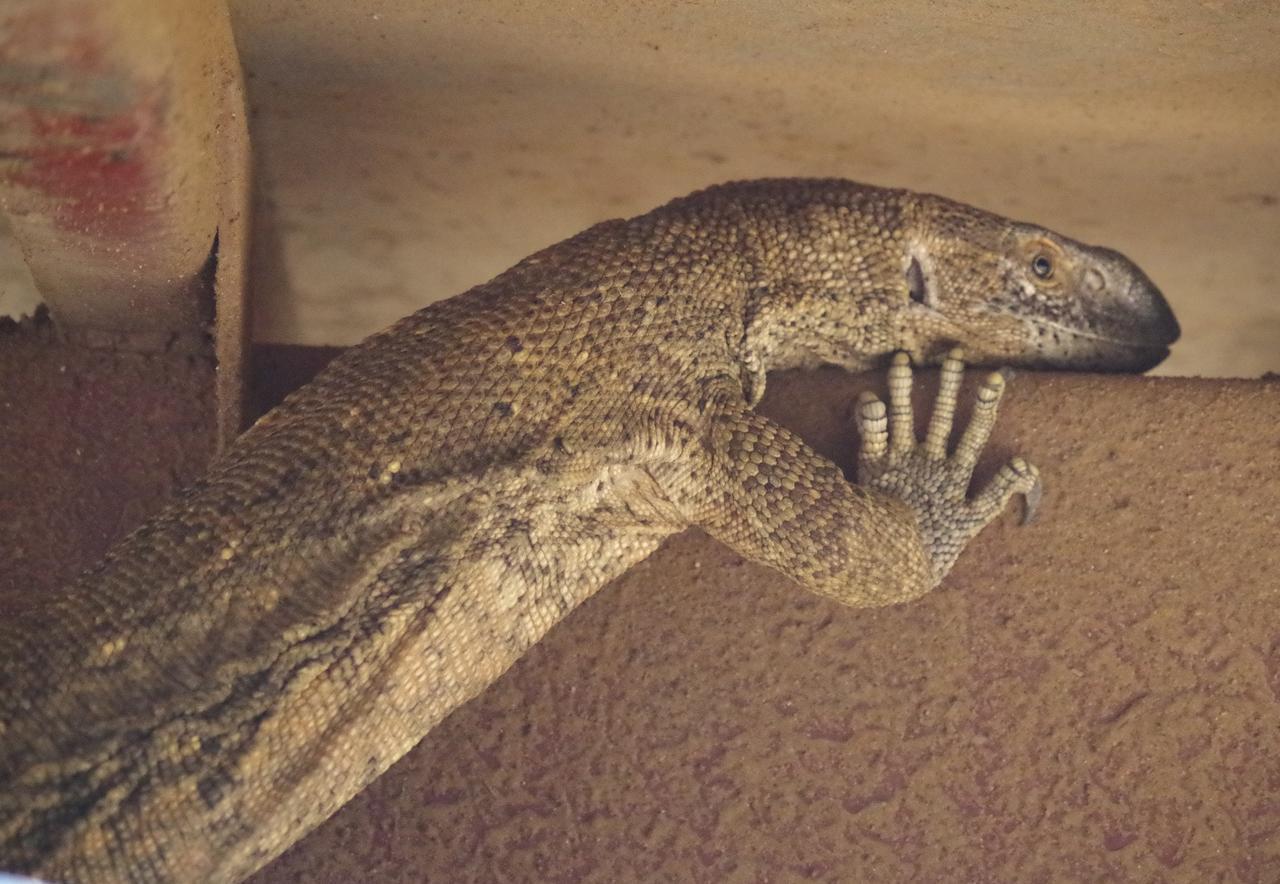 Frans Indongo Lodge オチワロンゴ エクステリア 写真