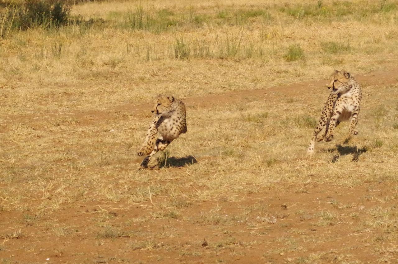 Frans Indongo Lodge オチワロンゴ エクステリア 写真